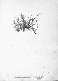 Pilularia globulifera image